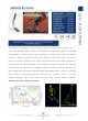 CATALOG 2021 RRF оптом