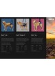 KVP European 2021 Catalogue оптом