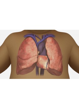Анатомический модуль программного обеспечения Congenital Heart Disease