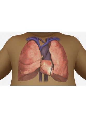 Анатомический модуль программного обеспечения Congenital Heart Disease