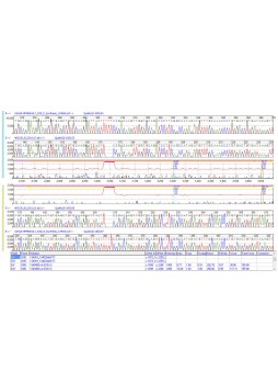 Программное обеспечение для последовательности оснований в ДНК Mutation Surveyor®