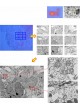Программное обеспечение для сканирующего электронного микроскопа miXcroscopy™ оптом