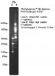 Реактив агарозный гель HyAgarose™ HR Agarose оптом