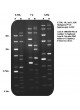 Реактив агарозный гель HyAgarose™ LE Agarose