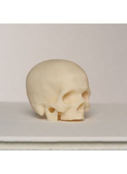 Анатомическая модель череп 3D-printed skull model