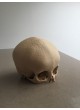 Анатомическая модель череп 3D-printed skull model оптом