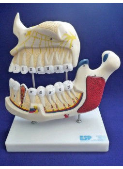 Анатомическая модель зуб ZKH-758-X