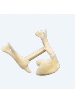 Анатомическая модель нижняя челюсть