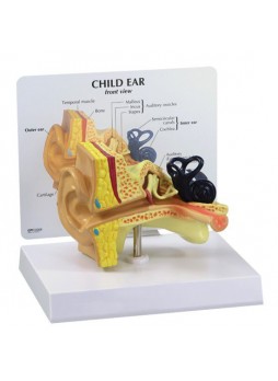Анатомическая модель слуховой канал 2300