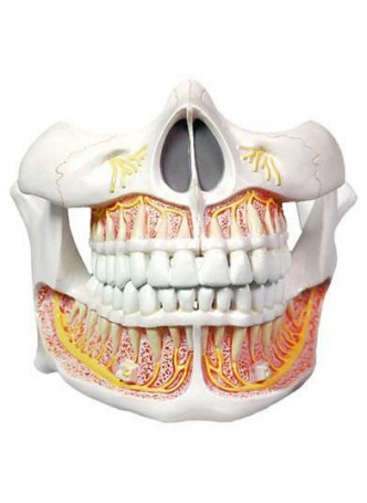 Анатомическая модель прорезывание зубов 6041.54 оптом