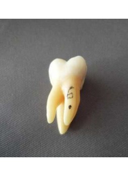 Анатомическая модель прорезывание зубов ZKH-778-A