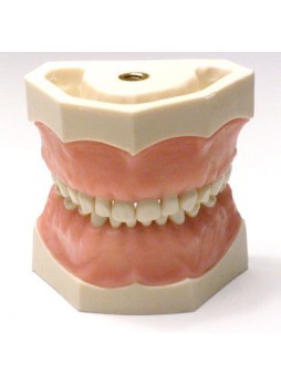 Анатомическая модель прорезывание зубов EK1