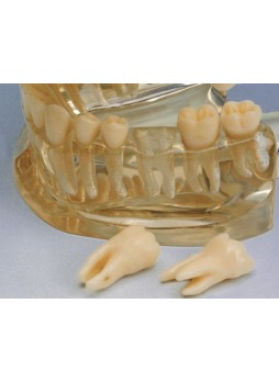 Анатомическая модель прорезывание зубов 355643