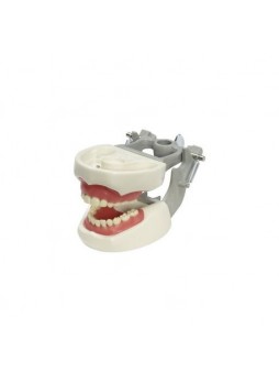 Анатомическая модель прорезывание зубов M-PVNR-760