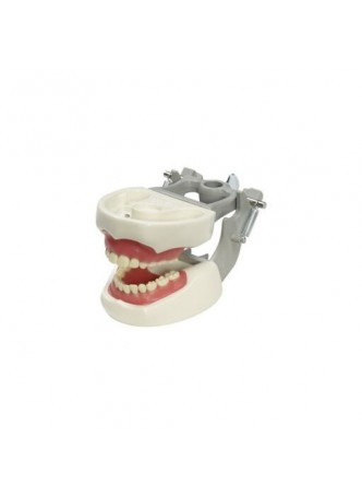 Анатомическая модель прорезывание зубов M-PVNR-760 оптом