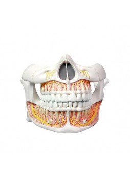 Анатомическая модель челюсть YA/D056