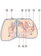 Анатомическая модель женские половые органы LM-030 оптом