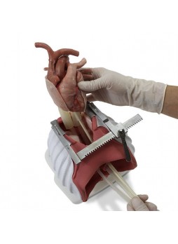 Моделирующее устройство для торакальной хирургии 4095