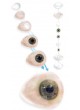 Эстетический протез для глаз RealLifeEye™ оптом