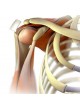 Тканевая матрица ортопедическая хирургия ArthroFlex®