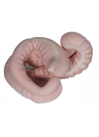 Анатомическая модель пищеварительная система Equine GI Tract оптом