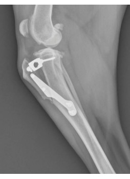 Ветеринарная костная пластина XGEN TTA
