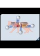 Ветеринарная рентгенографическая система Maxivet 300 HF FF оптом