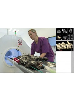 Ветеринарный рентгеновский сканер